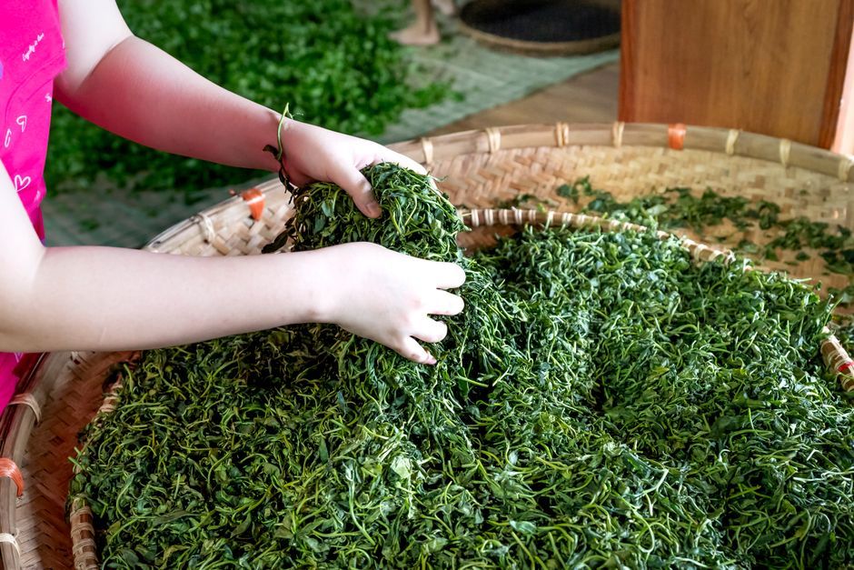 Thể Nhiệt Nên Ăn Gì? Bí Quyết Chọn Thực Phẩm Thanh Nhiệt, Cân Bằng Cơm Thể Theo Y Học Cổ Truyền 1 Người thể nhiệt nên chọn thực phẩm mát tươi xanh để cân bằng cơ thể và ổn định huyết áp